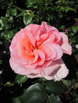 Preview: Edelrose Exotic2